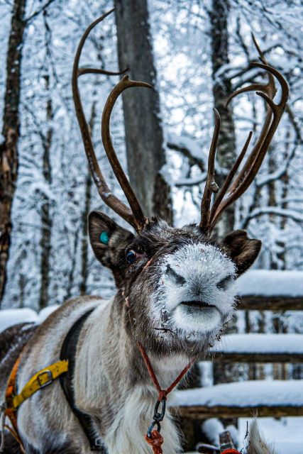Rovaniemi: Local Reindeer Farm Visit with Sleigh Ride - Who should book this reindeer farm tour (and who should rethink it)