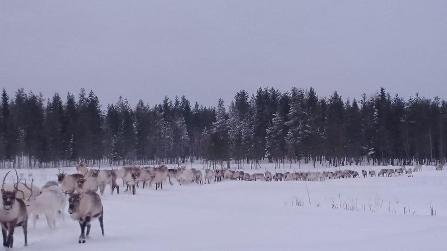 Rovaniemi: Private Reindeer Farm Visit and Walk-Along - Key Moments That Make This Reindeer Farm Visit Worth It
