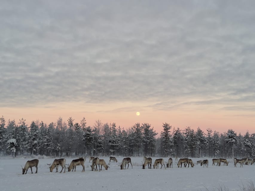 Rovaniemi: Private Reindeer Farm Visit and Walk-Along - Where Unari Lake Reindeer Farm Fits Into Lapland Plans