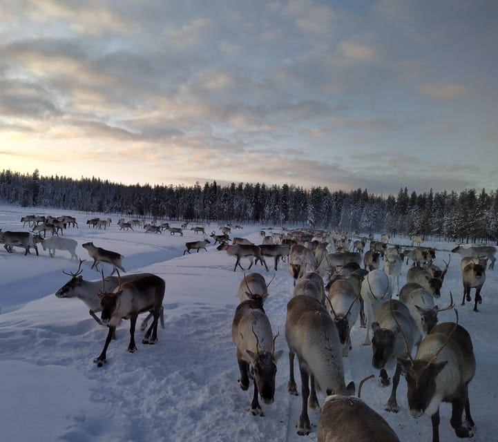 Rovaniemi: Private Reindeer Farm Visit and Walk-Along - Arrival Welcome: Two Lapponian Herder Dogs Set the Tone