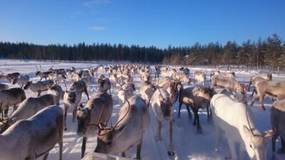 Rovaniemi: Private Reindeer Farm Visit and Walk-Along - Getting There: No Public Transport, So Plan Your Winter Route