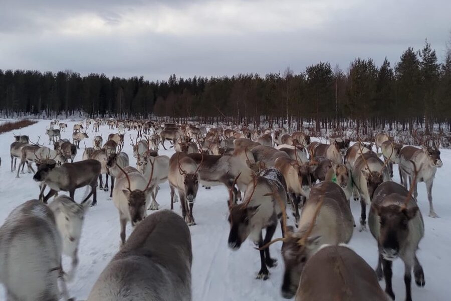 Rovaniemi: Private Reindeer Farm Visit and Walk-Along - First Herd Stop: Feeding Lichen From Your Hand