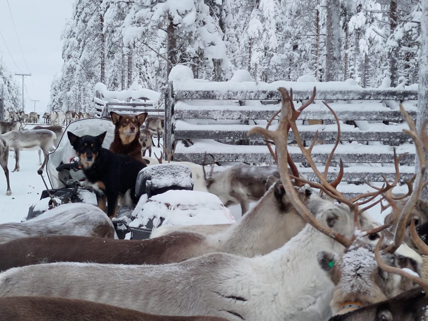 Rovaniemi: Private Reindeer Farm Visit and Walk-Along - Watching the Herd Run After the Sledge