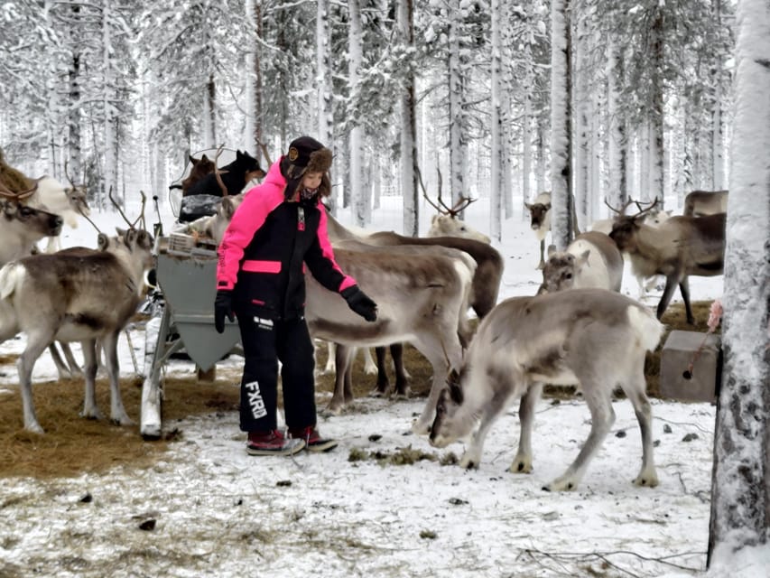 Rovaniemi: Private Reindeer Farm Visit and Walk-Along - Hot Berry Juice and Campfire Snacks in a Kota