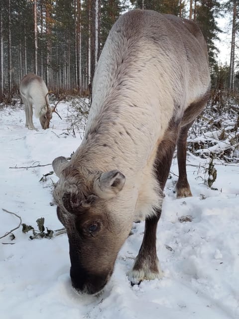Rovaniemi: Private Reindeer Farm Visit and Walk-Along - Forest Walk With Young Soon-to-Be Sledge Reindeer