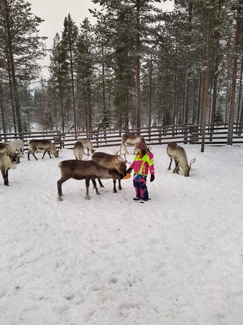 Rovaniemi: Private Reindeer Farm Visit and Walk-Along - Lasso Practice: Learning a Real Herding Skill