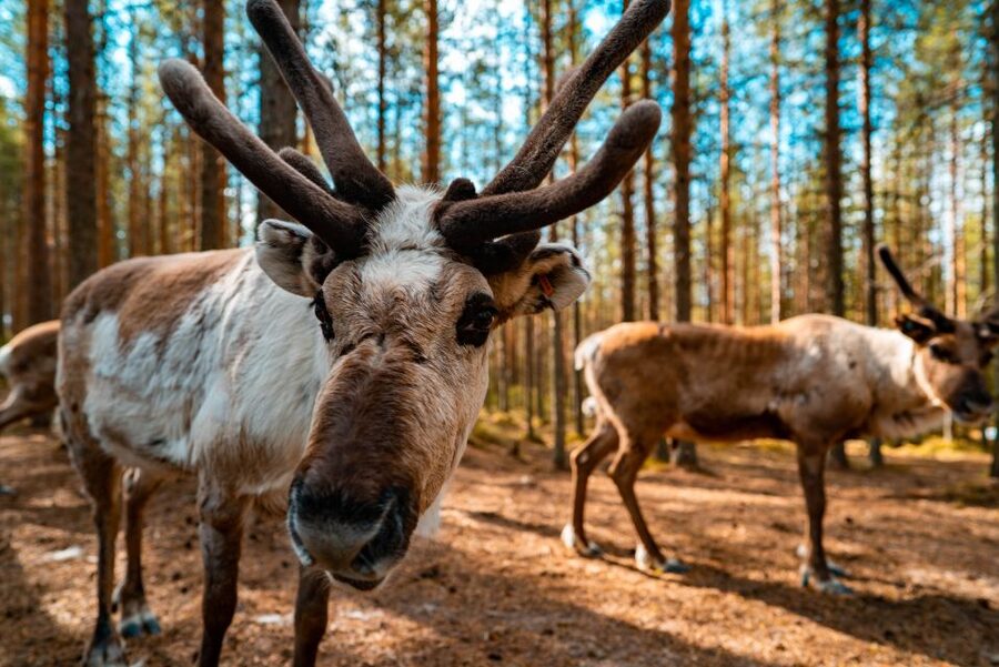 Rovaniemi: Quad Bike Safari, Reindeer & Husky Farm Visit - From Nordic Unique Travels to the Farm: Where the day starts
