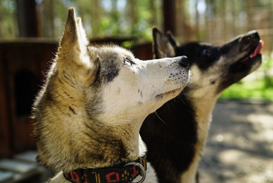 Rovaniemi: Quad Bike Safari, Reindeer & Husky Farm Visit - Reindeer and Huskies Farm: Petting time plus breeding stories