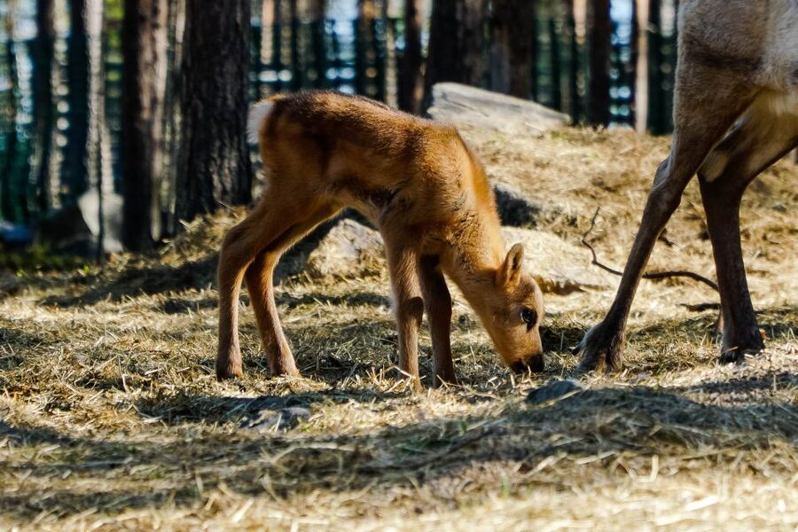 Rovaniemi: Quad Bike Safari, Reindeer & Husky Farm Visit - Price and value: Is $305 fair for this half-day?