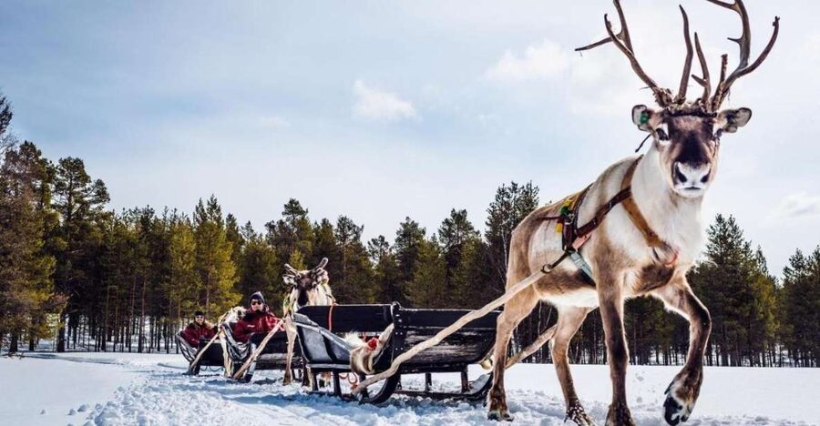 Rovaniemi: Reindeer Farm Tour with Sledge Ride & Pickup - Key points before you go
