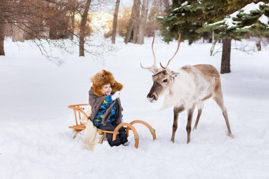 Rovaniemi: Reindeer Farm Tour with Sledge Ride & Pickup - What you learn on the farm: herding skills, timing, and Lapland culture