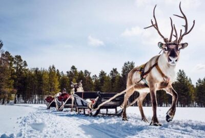 Rovaniemi: Reindeer Farm Tour with Sledge Ride & Pickup - Meeting reindeer at one of Rovaniemi’s oldest farms