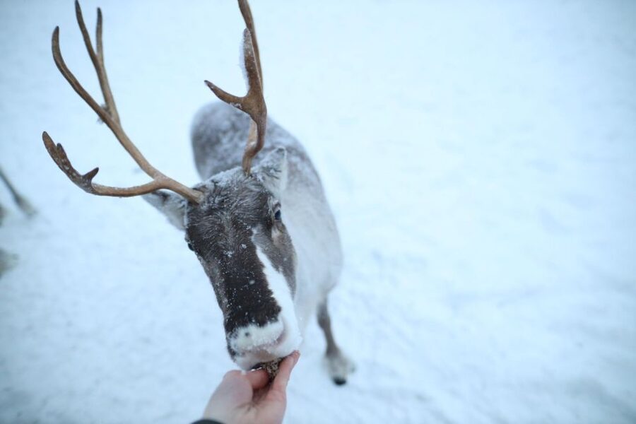 Rovaniemi: Reindeer Farm Tour with Sledge Ride & Pickup - Safety and the icy details that make a difference