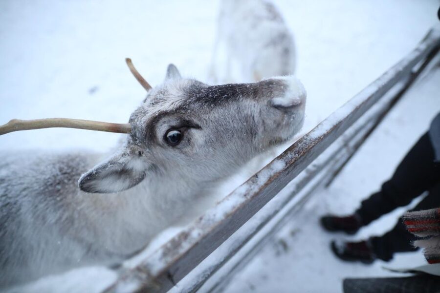 Rovaniemi: Reindeer Farm Tour with Sledge Ride & Pickup - Quick checklist so you enjoy every minute