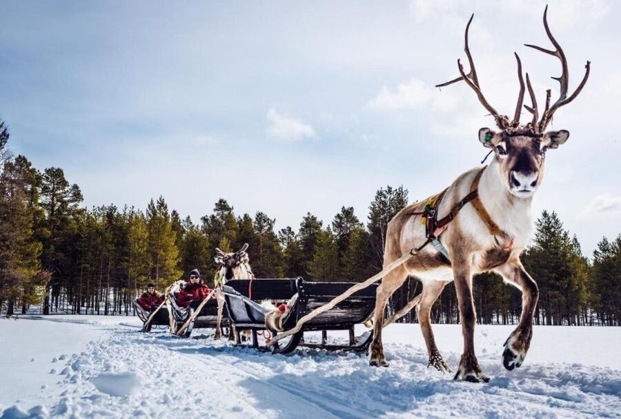 Rovaniemi: Reindeer Farm Tour with Sledge Ride & Pickup - Meeting reindeer at one of Rovaniemi’s oldest farms