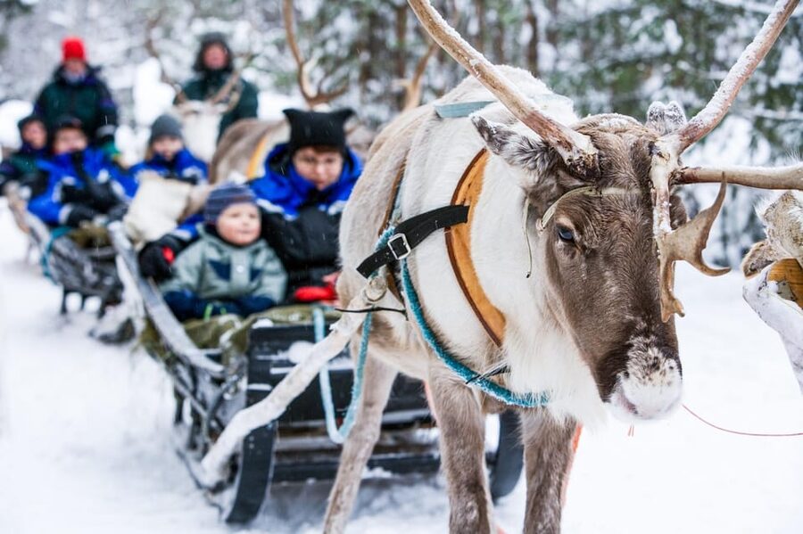 Rovaniemi: Reindeer Farm Visit and Sleigh Ride with transfer - Key things to notice before you go