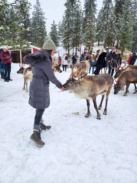 Rovaniemi: Reindeer Farm Visit and Sleigh Ride with transfer - From your hotel in Rovaniemi to a Sámi reindeer farm