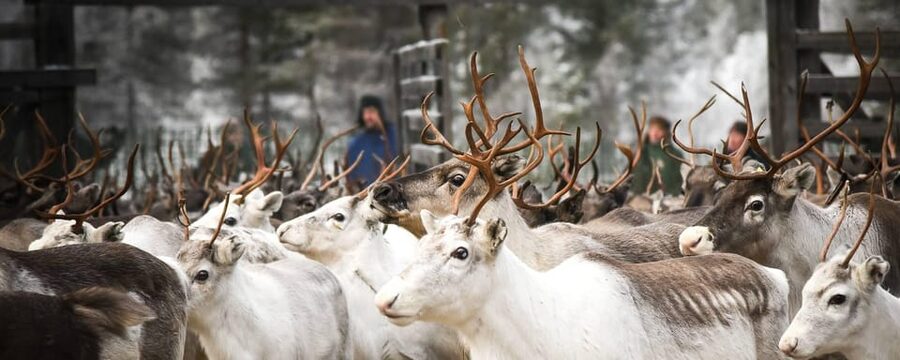 Rovaniemi: Reindeer Farm Visit and Sleigh Ride with transfer - The wooden sleigh ride: thrilling, but only 400–500 meters
