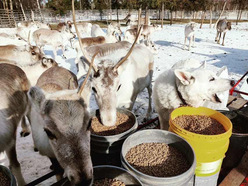 Rovaniemi: Reindeer Farm Visit and Sleigh Ride with transfer - What’s included, and what you’ll need to plan for