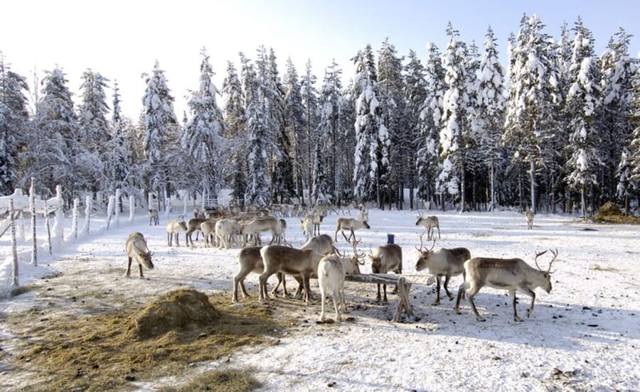 Rovaniemi: Reindeer Farm Visit and Sleigh Ride with transfer - Price and value: is $117 per person a fair deal?