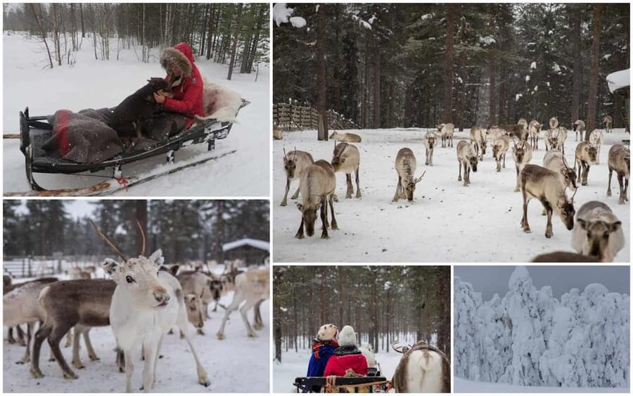 Rovaniemi: Reindeer Farm Visit and Sleigh Ride with transfer - Who should book this reindeer farm sleigh ride