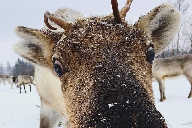 ROVANIEMI: Reindeer Farm Visit and Walking - Key highlights
