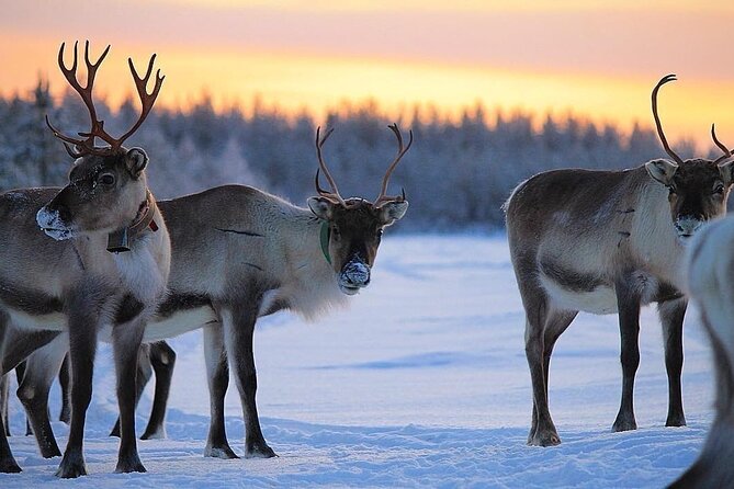 ROVANIEMI: Reindeer Farm Visit and Walking - Why This Rovaniemi Reindeer Visit Feels More Like Local Life