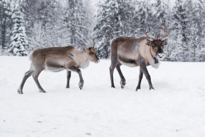 ROVANIEMI: Reindeer Farm Visit and Walking - The Farm Entrance: What You’ll Notice Right Away