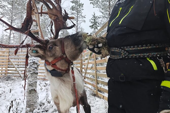 ROVANIEMI: Reindeer Farm Visit and Walking - Warm-Up Time in the Kota: Hot Drinks, Snacks, and Stories