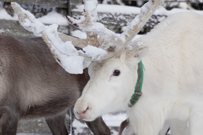 ROVANIEMI: Reindeer Farm Visit and Walking - The Reindeer Walk Through Deep Snow and Quiet Forest