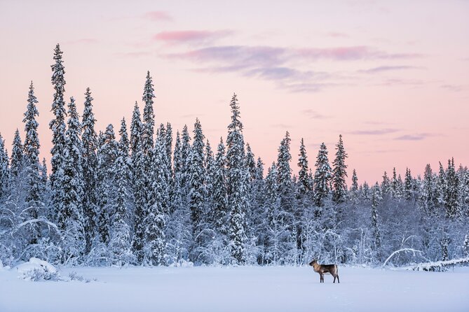 ROVANIEMI: Reindeer Farm Visit and Walking - Clothing, Cold Weather Reality, and What to Wear
