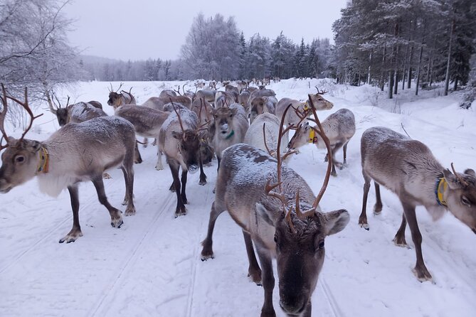 ROVANIEMI: Reindeer Farm Visit and Walking - Price and Value: What You Get for $119.27