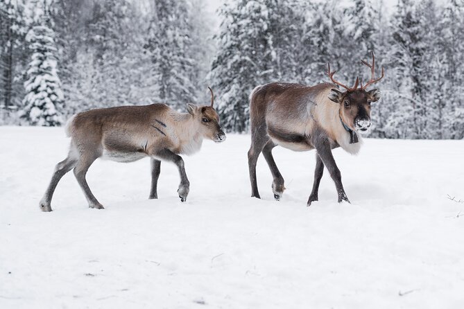 ROVANIEMI: Reindeer Farm Visit and Walking - The Farm Entrance: What You’ll Notice Right Away