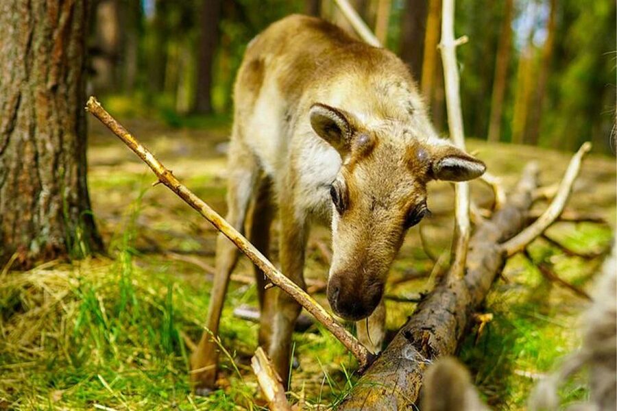Rovaniemi: Reindeer Farm Visit in the Summer - What’s actually happening on the farm