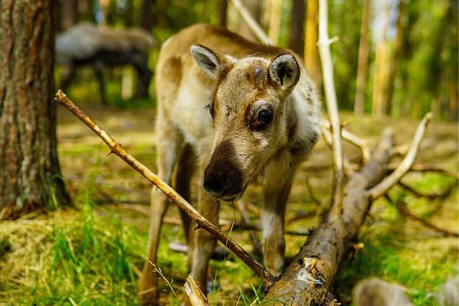 Rovaniemi: Reindeer Farm Visit in the Summer - Timing and duration: how 2.5 hours should feel