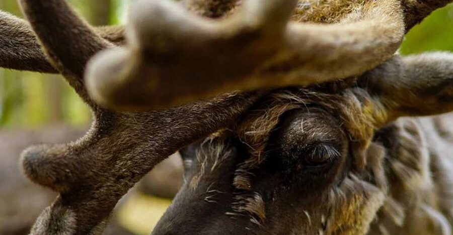 Rovaniemi: Reindeer Farm Visit in the Summer - Who this works best for