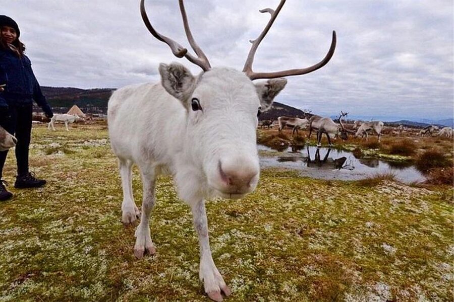 Rovaniemi: Reindeer Farm Visit in the Summer - Price and value: what $146 is really buying