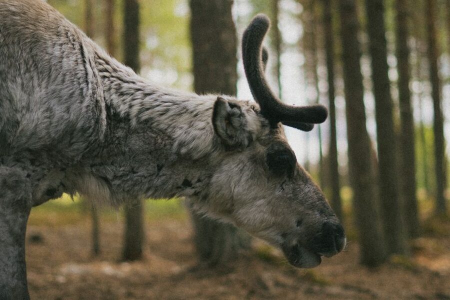 Rovaniemi: Reindeer Farm Visit with Photographer - Arriving in Rovaniemi and meeting your small group