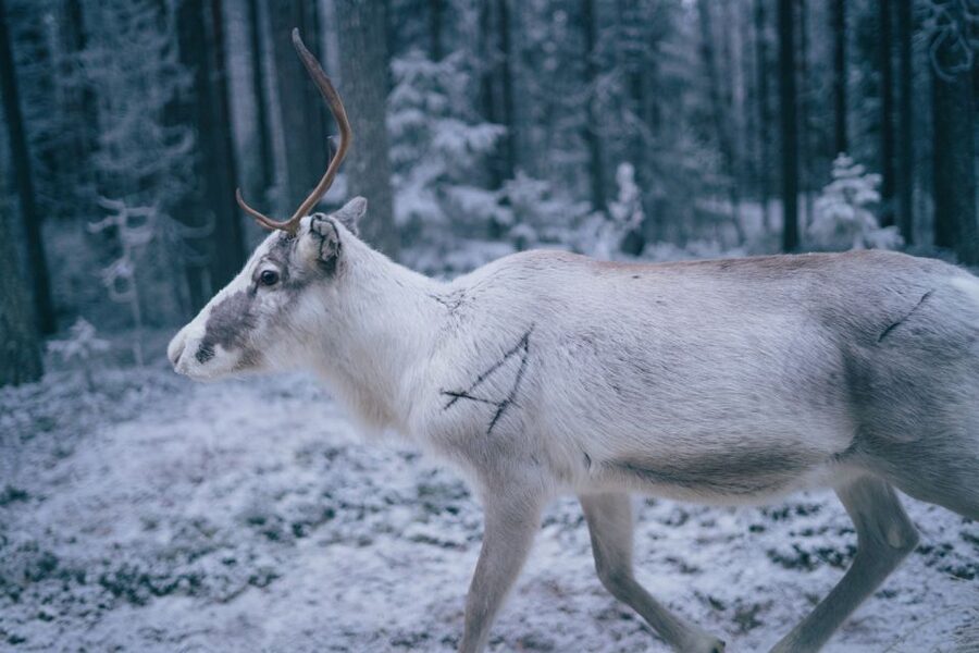 Rovaniemi: Reindeer Farm Visit with Photographer - Warm-up by the fire: the human side of the day