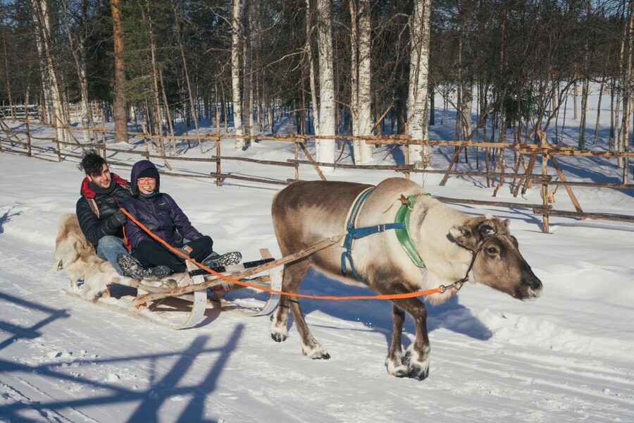Rovaniemi: Reindeer Farm Visit with Photographer - Value check: what you get for $139