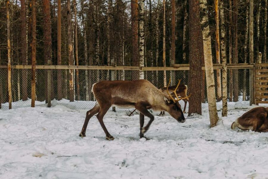 Rovaniemi: Reindeer Farm Visit with Sleigh Ride & Pickup - From Your Hotel to the Snow: How the Rovaniemi Pickup Works