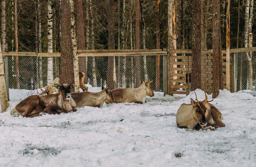 Rovaniemi: Reindeer Farm Visit with Sleigh Ride & Pickup - Arriving at Raitola Reindeer & Husky Farm: The Herders Part