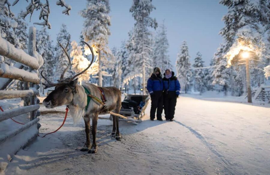 Rovaniemi: Reindeer Farm Visit with Sleigh Ride & Snacks - Key Highlights You’ll Care About