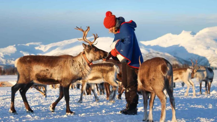 Rovaniemi: Reindeer Farm Visit with Sleigh Ride & Snacks - Pickup, Timing, and What 2 Hours Actually Means
