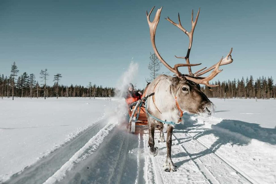 Rovaniemi: Reindeer Farm Visit with Sleigh Ride & Snacks - Getting to the Farm: The Part Where Winter Sets the Mood