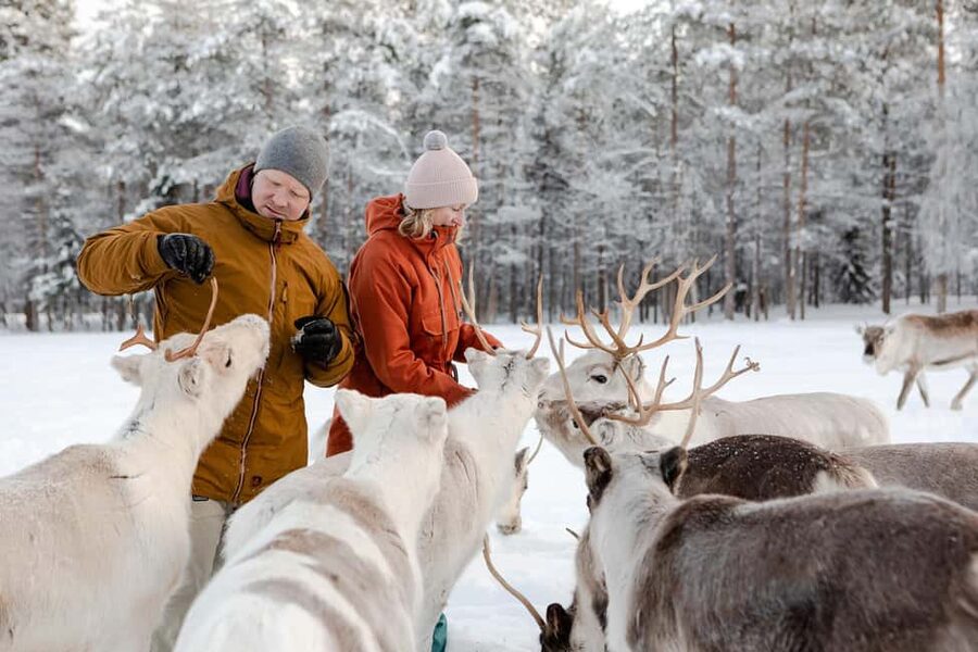 Rovaniemi: Saami Reindeer Farm Visit & Sleigh Ride - FAQ