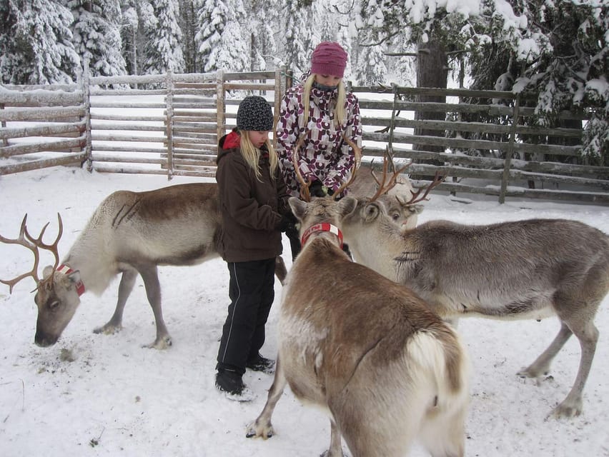 Rovaniemi: Saami Reindeer Farm Visit & Sleigh Ride - Meet the Reindeer and Learn How Herding Works