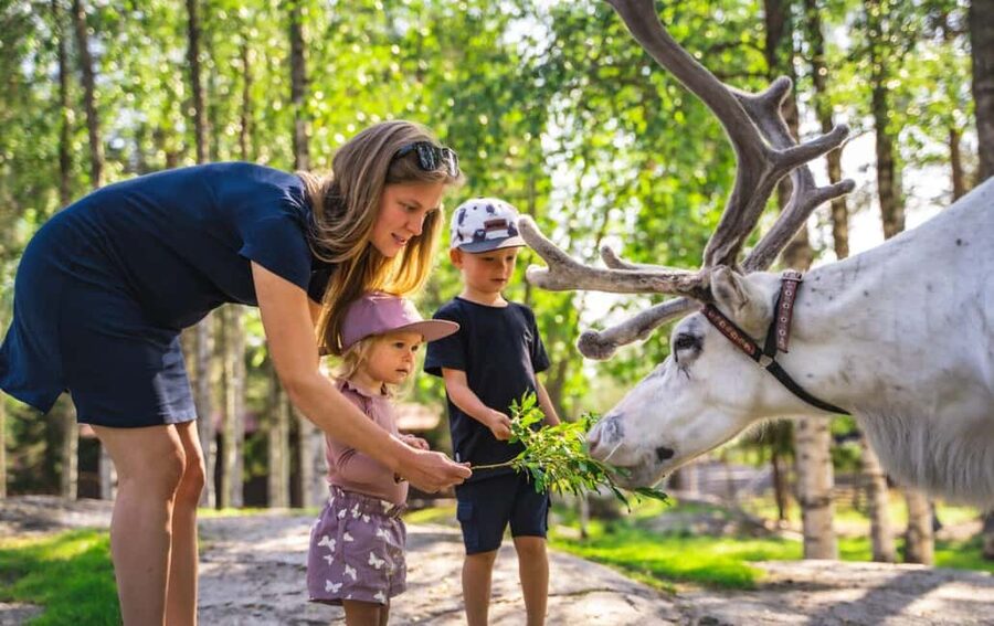 Rovaniemi: Saami Reindeer Farm Visit & Sleigh Ride - Warm Up in a Kota Hut with Stories, Hot Drink, and Cookies