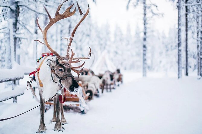 Rovaniemi Santa Claus Village Husky Reindeer Farm Arctic Museum - My call: should you book it?