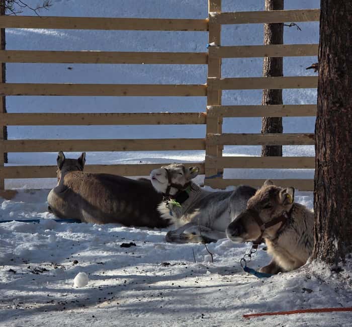 Rovaniemi:Self-drive Husky safari with a Reindeer Farm visit - Self-driving husky sleds: the 5 km rule of thumb
